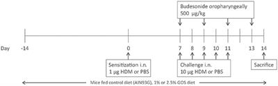 The Combination Therapy of Dietary Galacto-Oligosaccharides With Budesonide Reduces Pulmonary Th2 Driving Mediators and Mast Cell Degranulation in a Murine Model of House Dust Mite Induced Asthma